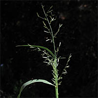 Thumbnail Picture of Mediterranean Lovegrass