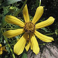 Thumbnail Picture of Bur-Marigold