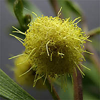 Thumbnail Picture of Coastal Wattle