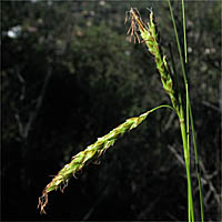 Thumbnail Picture of San Luis Obispo Sedge