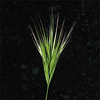 Thumbnail Picture of Bromus rubens