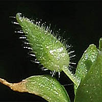 Thumbnail Picture of Lesser Chickweed