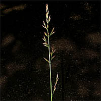 Thumbnail Picture of Festuca elmeri