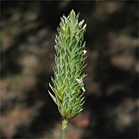 Thumbnail Picture of Phalaris minor