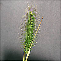 Thumbnail Picture of Hordeum marinum ssp. gussoneanum