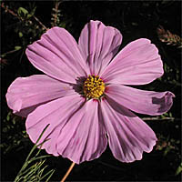 Thumbnail Picture of Garden Cosmos