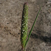 Thumbnail Picture of Phalaris paradoxa