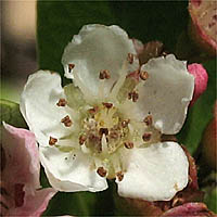 Thumbnail Picture of Pyracantha angustifolia