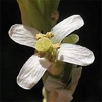 Thumbnail Picture of Turritis glabra