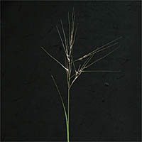 Thumbnail Picture of Nodding Needlegrass