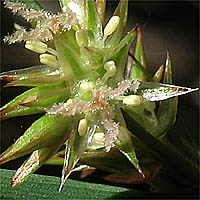 Thumbnail Picture of Juncus patens