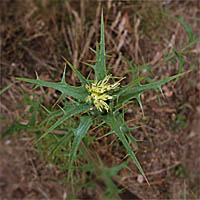 Thumbnail Picture of Carthamus lanatus