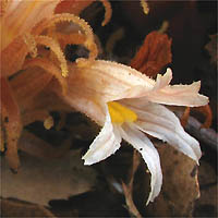 Thumbnail Picture of Hillside Broomrape