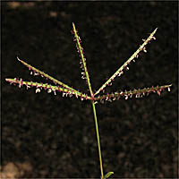 Thumbnail Picture of Cynodon dactylon