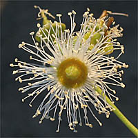 Thumbnail Picture of Eucalyptus camaldulensis