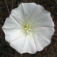 Thumbnail Picture of Calystegia macrostegia ssp. macrostegia