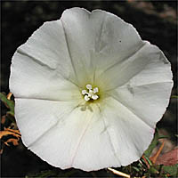 Thumbnail Picture of Calystegia macrostegia ssp. intermedia