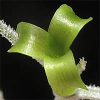 Thumbnail Picture of Spanish Moss