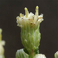 Thumbnail Picture of Baccharis sarothroides × pilularis