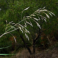 Thumbnail Picture of Stipa miliacea var. miliacea