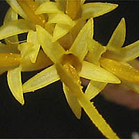 Thumbnail Picture of Mojave Rabbitbrush