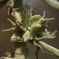 Thumbnail Picture of Atriplex canescens var. canescens