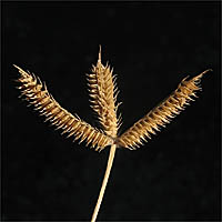 Thumbnail Picture of Dactyloctenium aegyptium