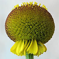 Thumbnail Picture of Helenium puberulum