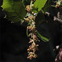 Thumbnail Picture of Interior Live Oak