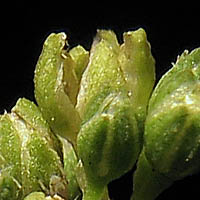 Thumbnail Picture of Polycarpon tetraphyllum ssp. depressum