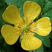 Thumbnail Picture of Ranunculus repens