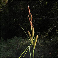 Thumbnail Picture of San Diego Sedge