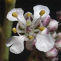 Thumbnail Picture of Perennial Peppergrass