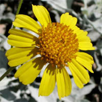 Thumbnail Picture of Encelia farinosa