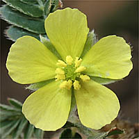 Thumbnail Picture of Tribulus terrestris