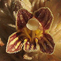 Thumbnail Picture of Aphyllon parishii