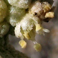 Thumbnail Picture of Beach Saltbush