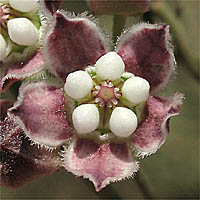 Thumbnail Picture of Climbing Milkweed