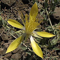 Thumbnail Picture of Mentzelia laevicaulis