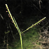 Thumbnail Picture of Paspalum vaginatum