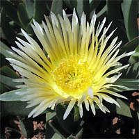 Thumbnail Picture of Carpobrotus edulis