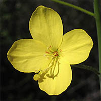 Thumbnail Picture of Mustard Evening Primrose