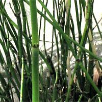 Thumbnail Picture of Equisetum laevigatum