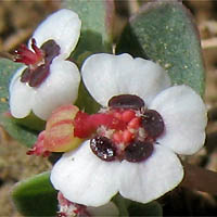 Thumbnail Picture of Prostrate Spurge