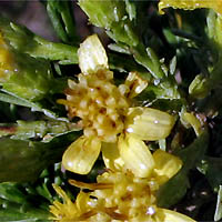 Thumbnail Picture of Ericameria ericoides