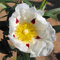 Thumbnail Picture of Cistus ladanifer