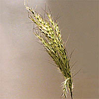 Thumbnail Picture of Bothriochloa barbinodis