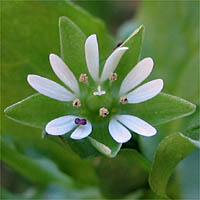 Thumbnail Picture of Stellaria media