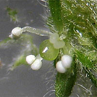 Thumbnail Picture of Rillita Pellitory