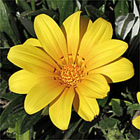 Thumbnail Picture of Gazania linearis